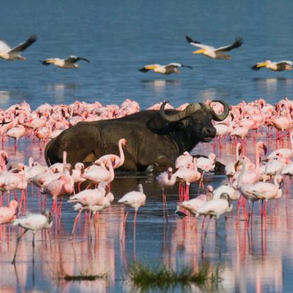 Voyage au Kenya : Safari dans le Nord Kenya